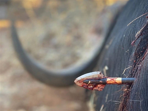GrizzlyStik Maasai 200 Single Bevel Broadhead Penetration on Cape Buffalo